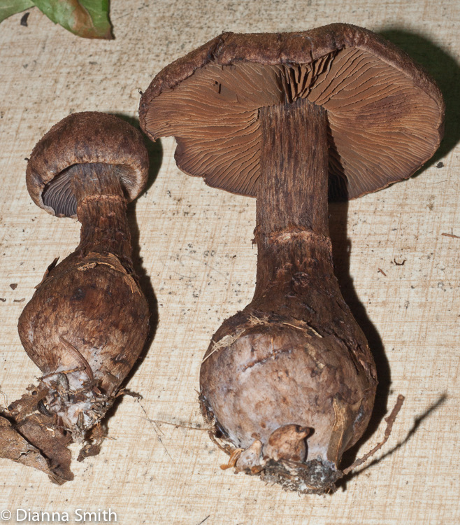 Cortinarius squamulosus03110