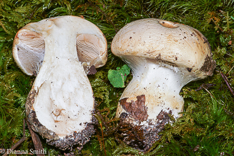 Cortinarius talus ID Harrower NAMA NC 9-26-2015