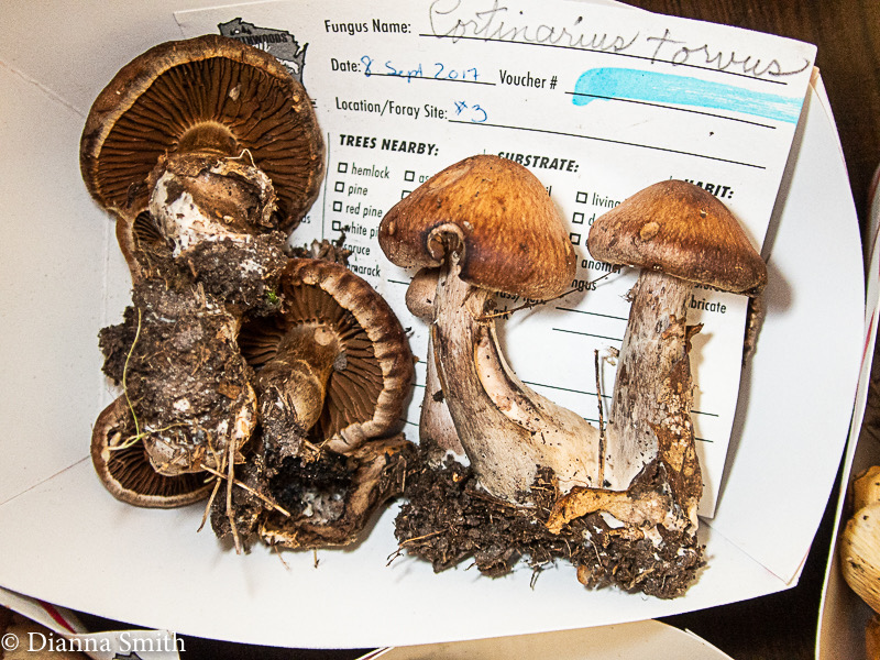 Cortinarius torvus 9091136