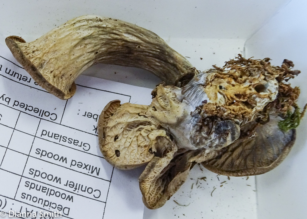 Craterellus foetidus 03157