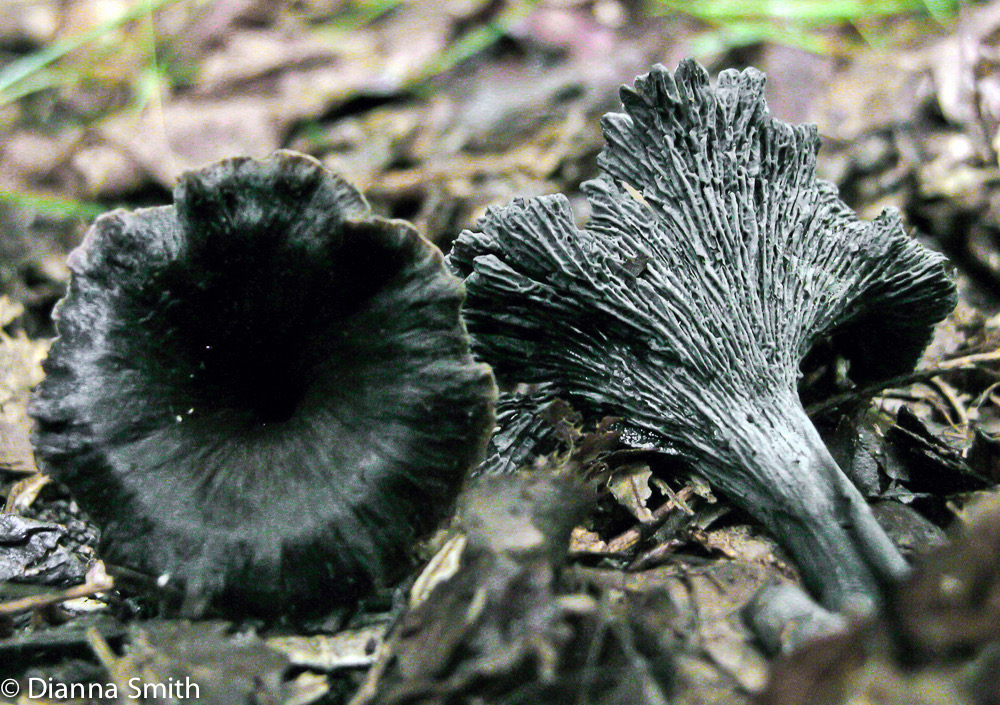 Craterellus foetidus5409