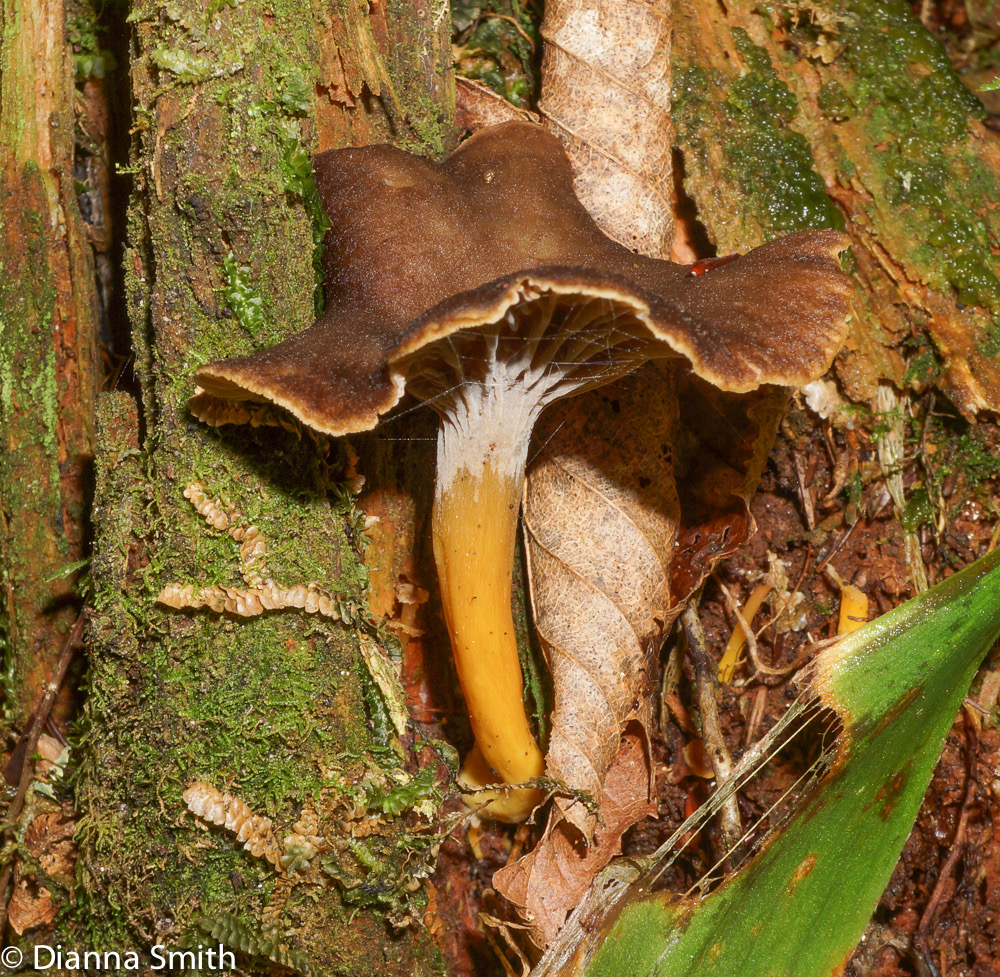 Craterellus tubaeformis01814