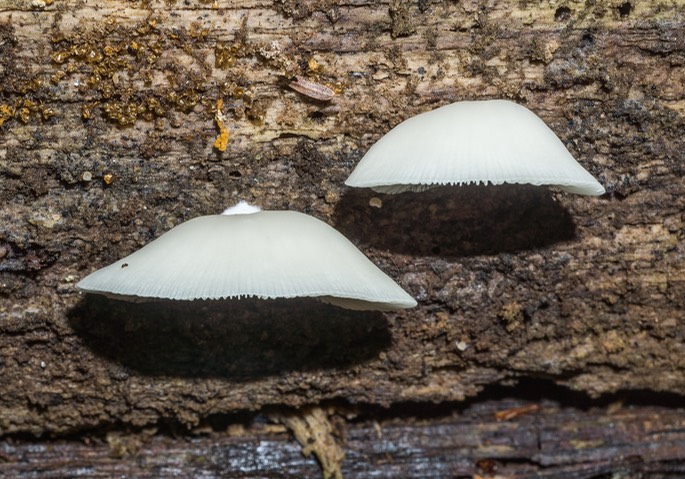Crepidotus applanatus04639