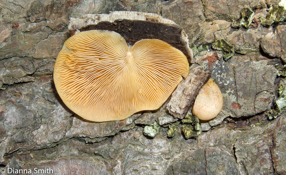 Crepidotus crocophyllus 8836