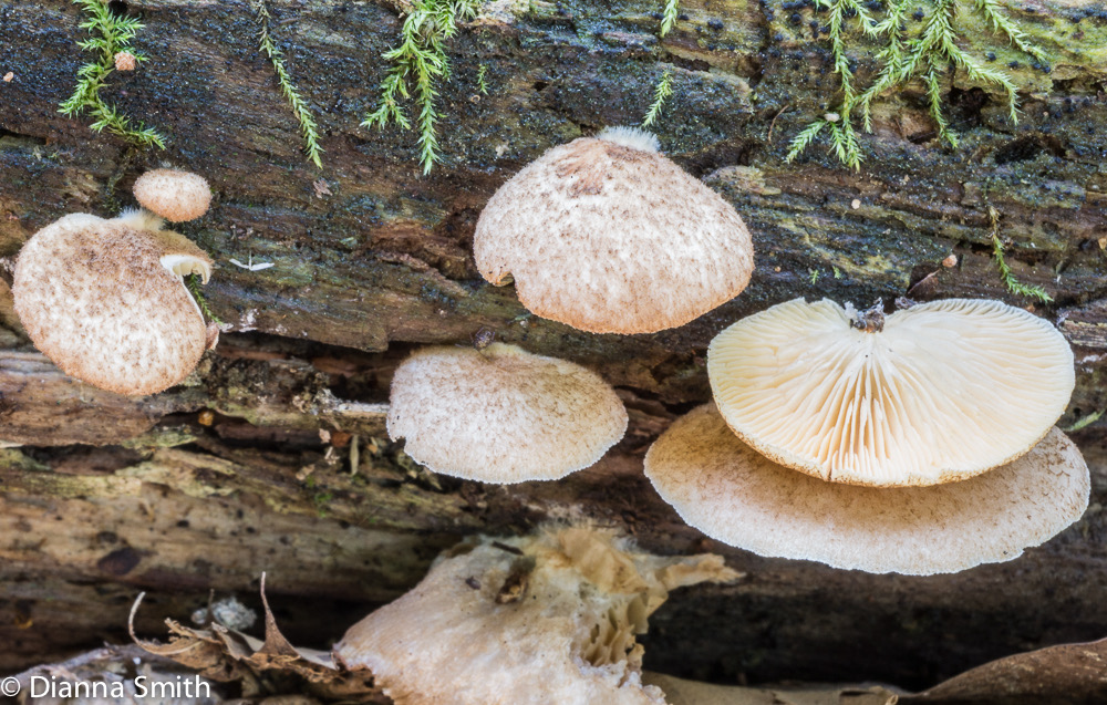 Crepidotus mollis01421
