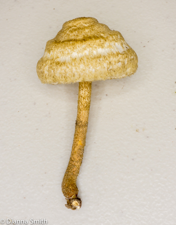 Collybia zonata (Crinipellis zonata)03992