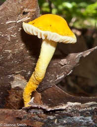 Cyptorama asprata3161