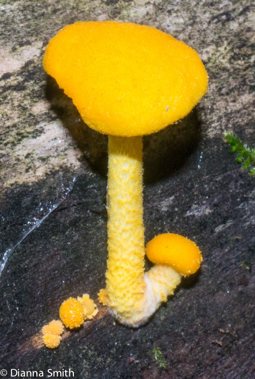 Cyptotrama asprata1010550