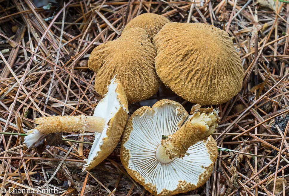 Cystoderma amianthinum var. rugoreticulatum 02372