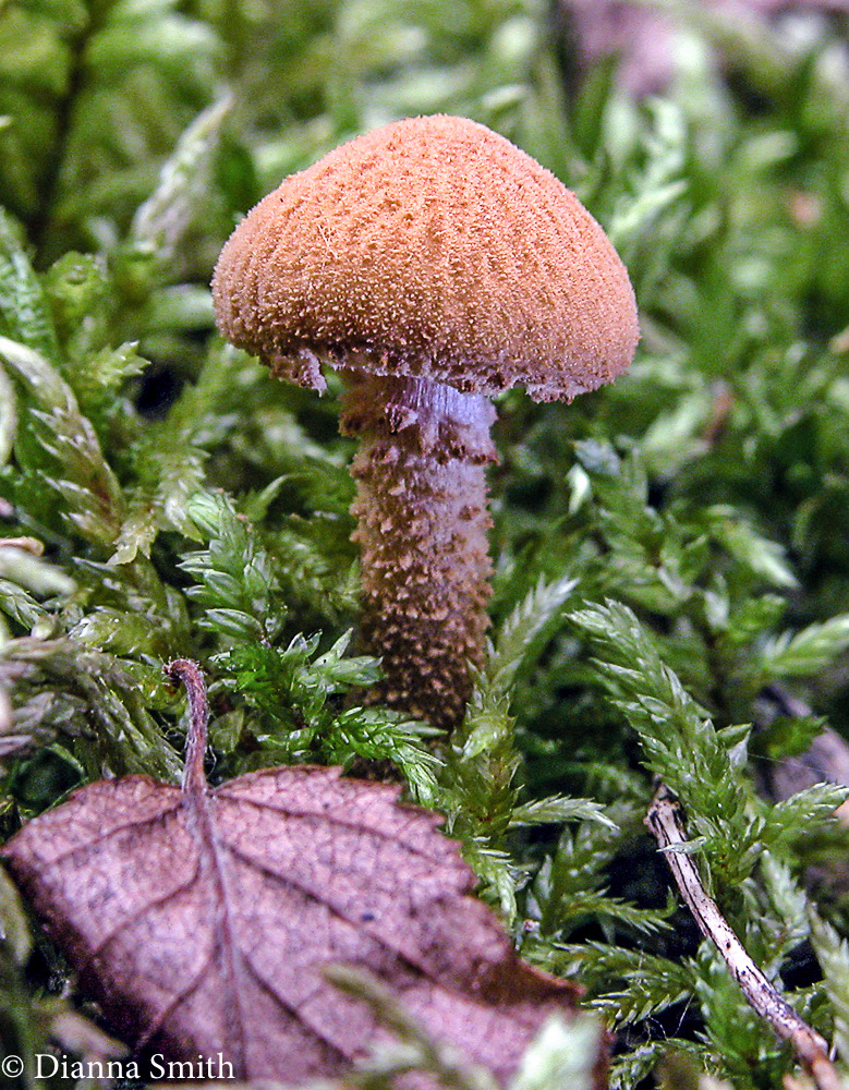 Cystoderma amianthinum1574