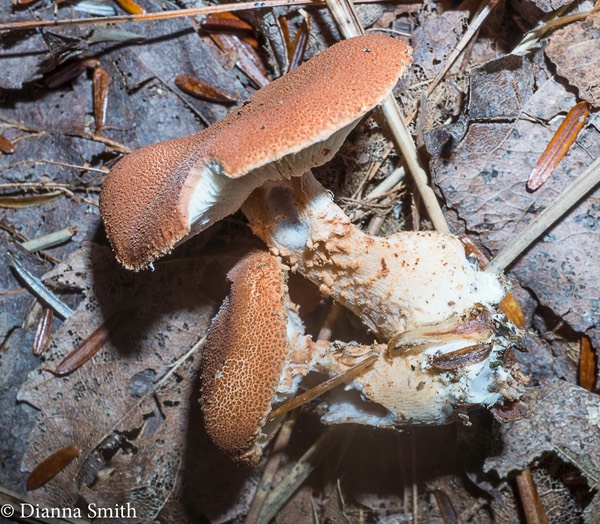 Cystodermella cinnabarinum 07271