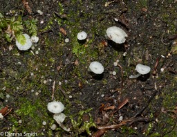 Delicatula integrella02557