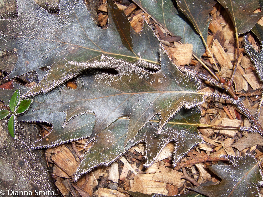 Diachea leucopodia8997
