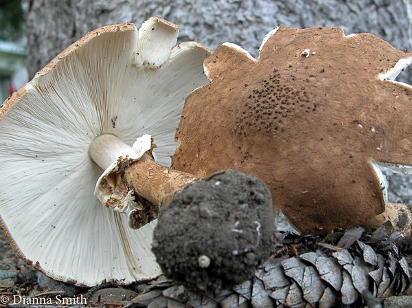 Echinoderma asperum (Lepiota aspera) 1088