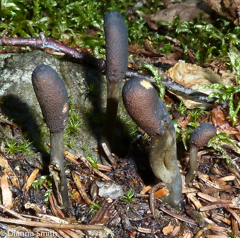 Elaphocordeceps ophioglossoides1020113