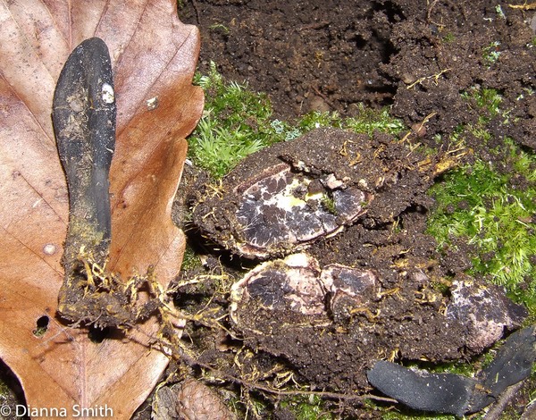 Elaphocordyceps ophioglossoides 10030099