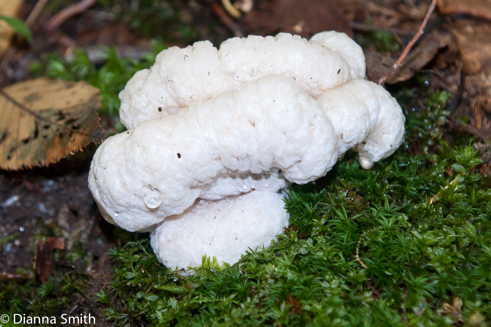 Entoloma abortivum06215