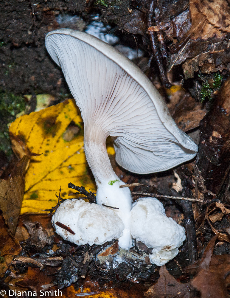 Entoloma abortivum06312