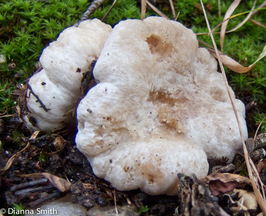 Entoloma abortivum5648