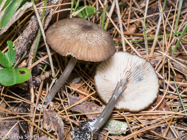 Entoloma asprellum 1010769