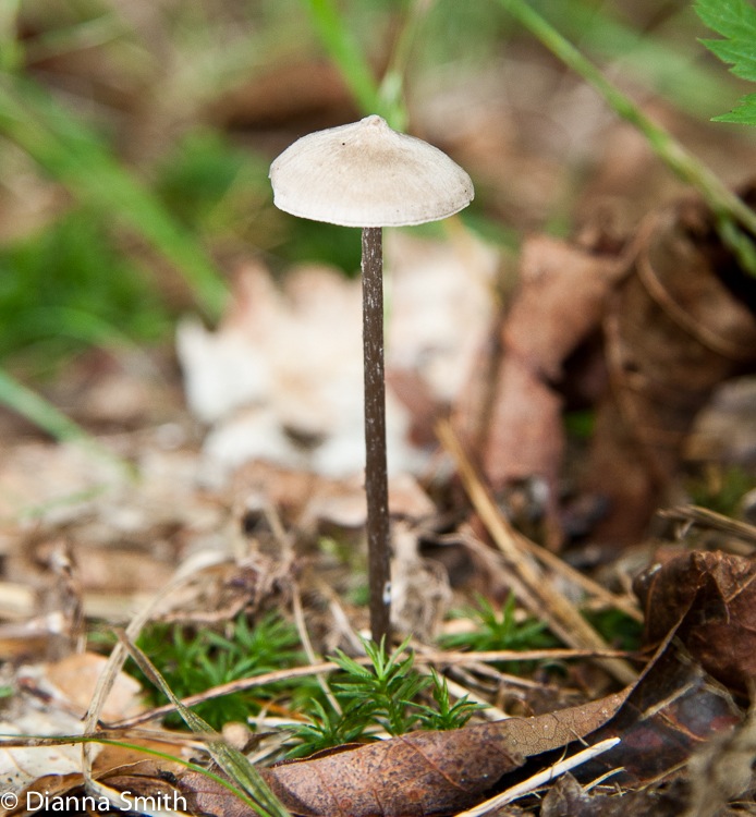 Entoloma conicum (Nolanea conica)4068