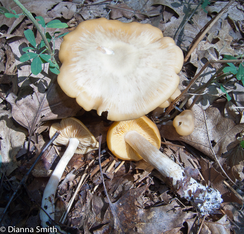 Entoloma grande 3142