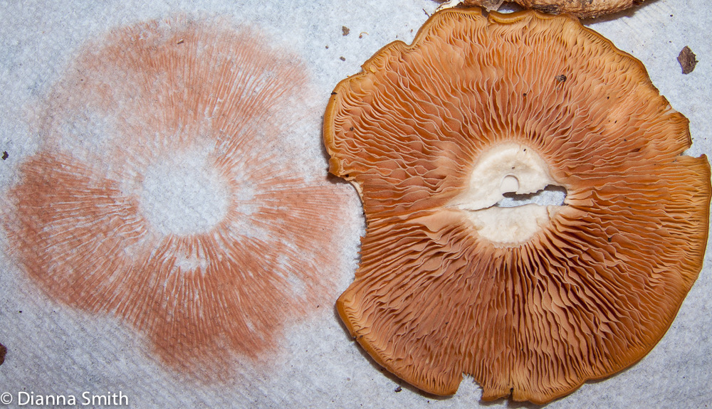 Entoloma grande Salmon sp3232