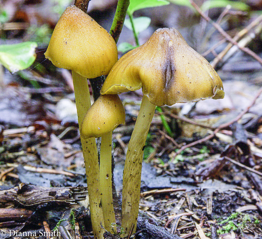 Entoloma luteum1680