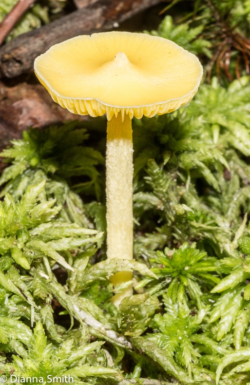 Inocephalus murrayi (Entoloma murraii, Nolanea murrayi) 02757