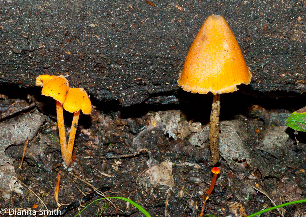Entoloma salmoneum (syn. Inocephalus quadratus)01838