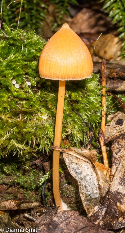 Entoloma quadratum  (syn. Inocephalus quadratus)02408