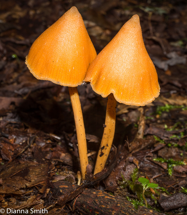 Entoloma salmoneum (syn. Inocephalus quadratus)01838