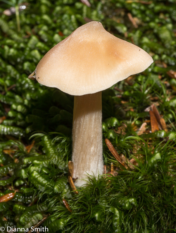 Entoloma strictius (Nolanea strictia)01847