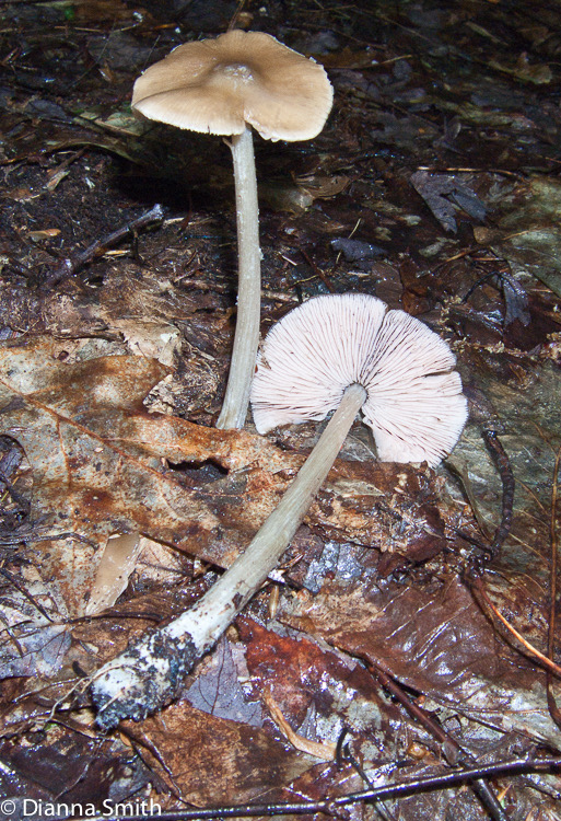 Entoloma strictius (Nolanea strictia) 1880