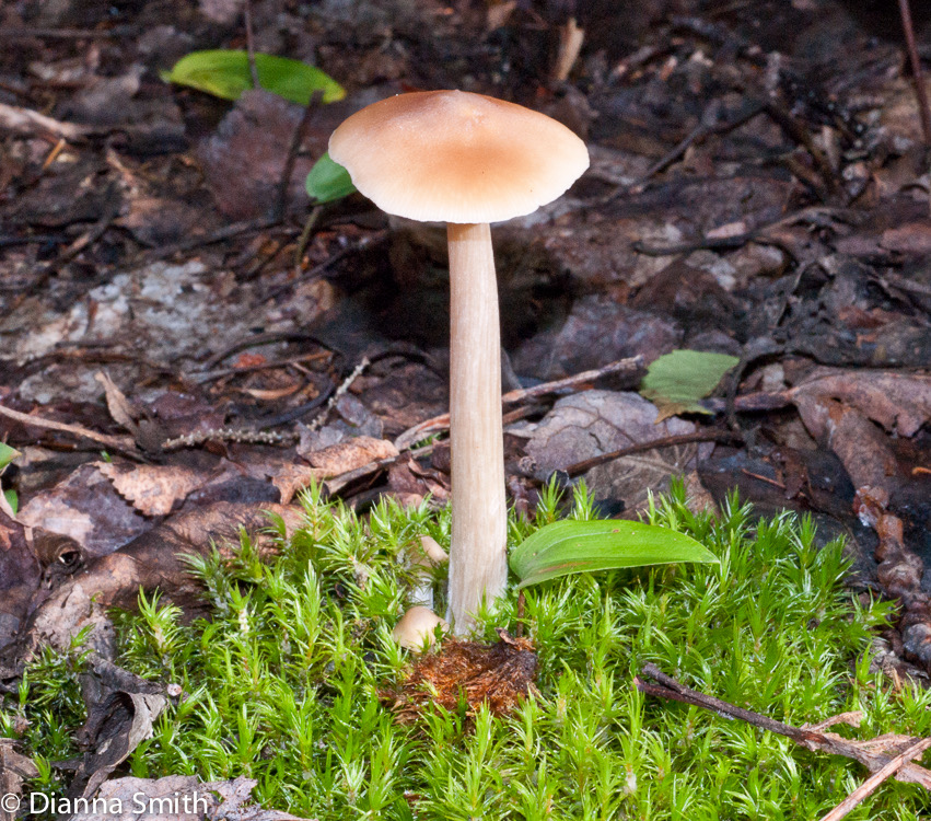 Entoloma strictius (Nolanea strictia)01607