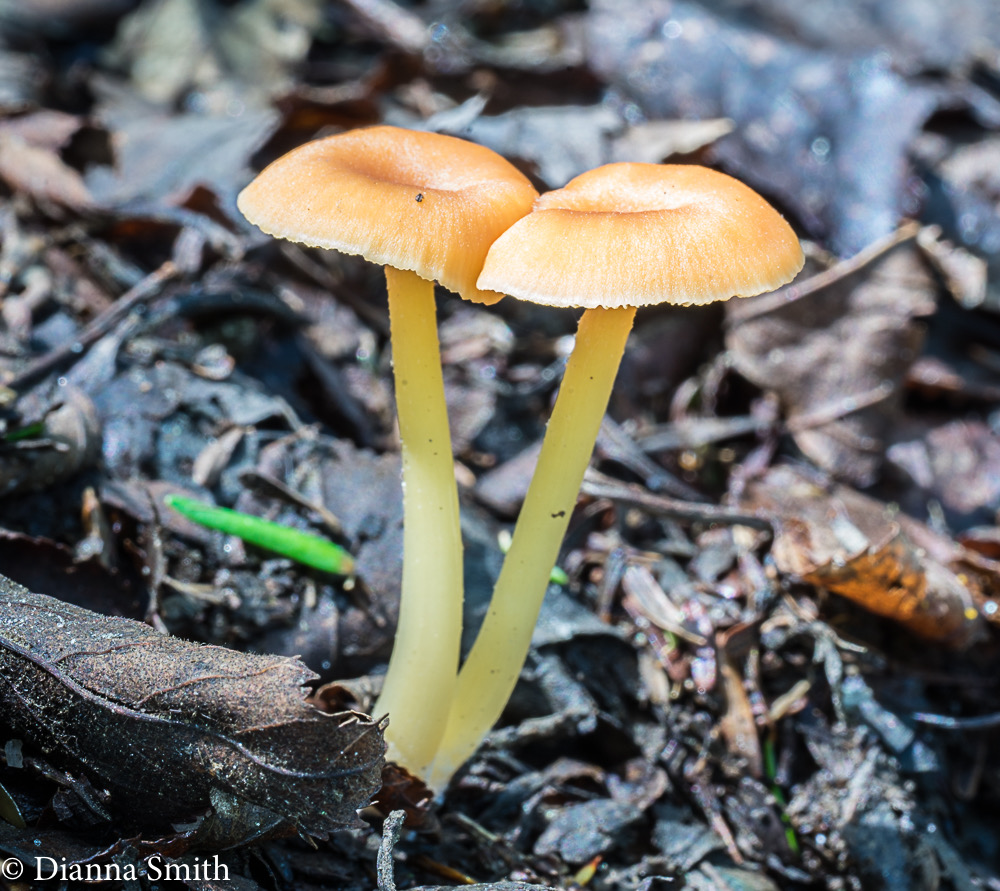 Entoloma unicolor 03218