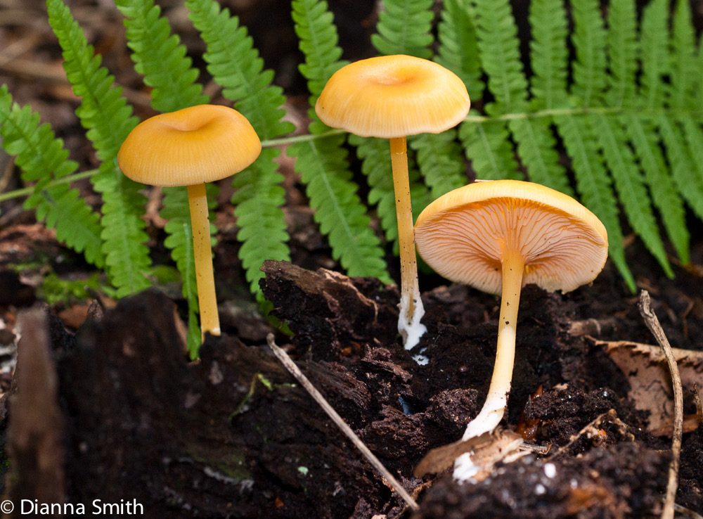 Entoloma unicolor01059