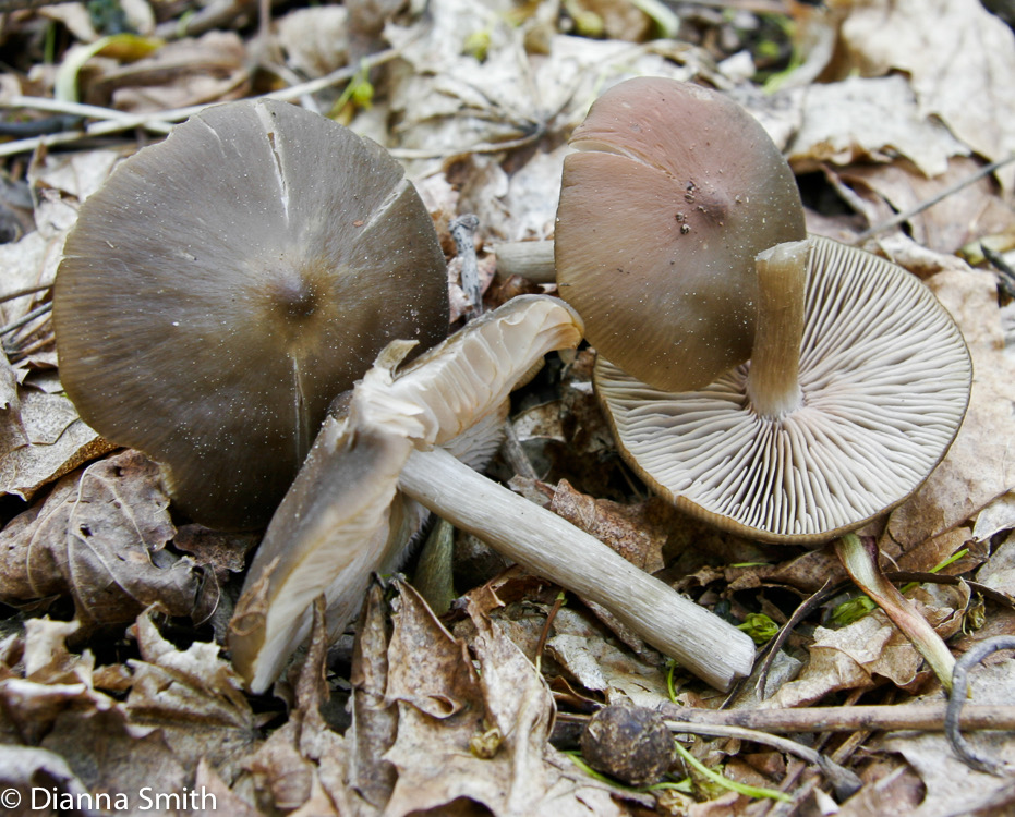 Entoloma vernum (Nolanea verna)1862