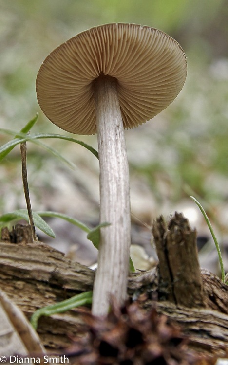 Entoloma vernum (Nolanea verna)1918