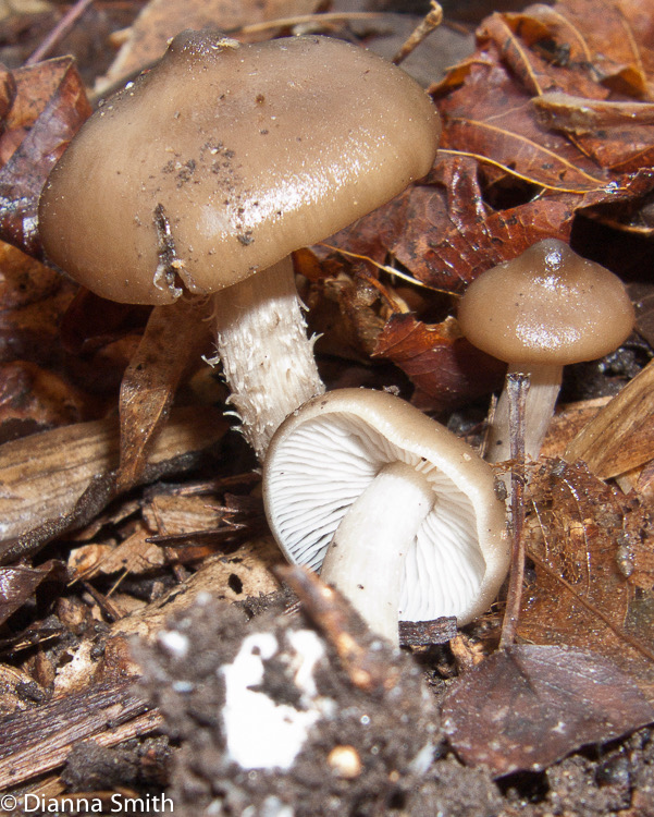 Entoloma vernum (Nolanea verna)1625