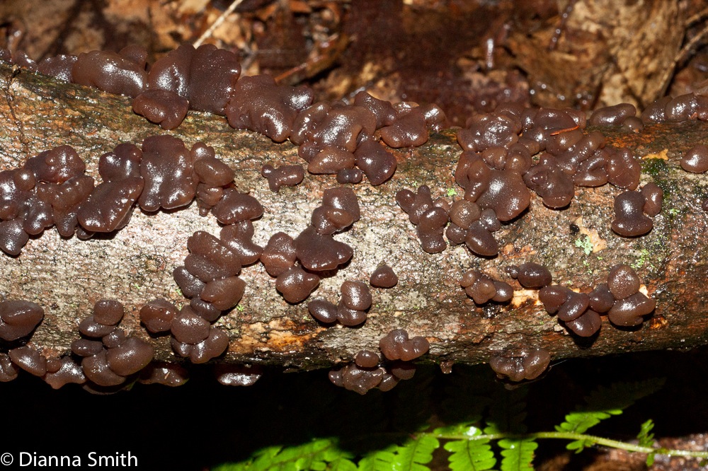 Exidia glandulosa03780