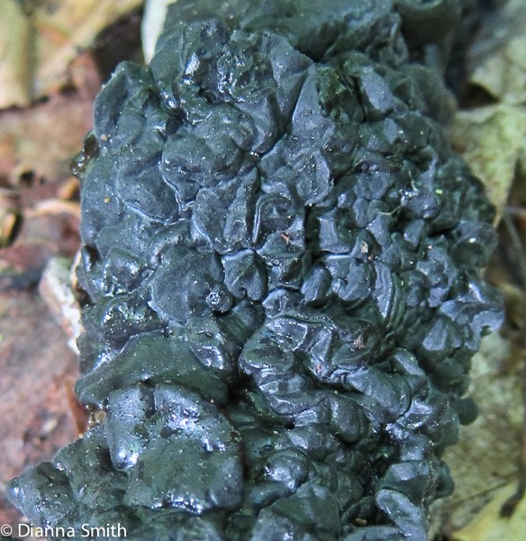 Exidia nigricans 0287