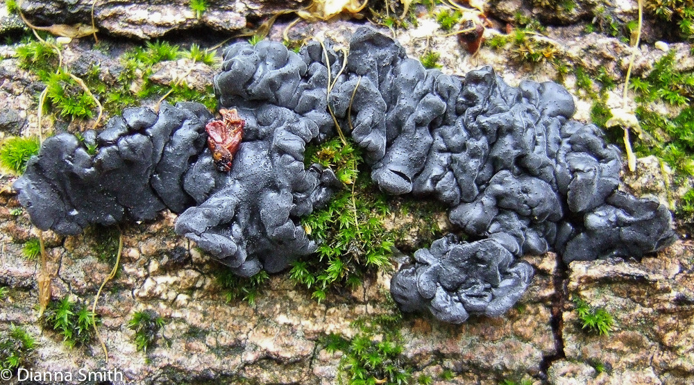 Exidia nigricansF0213