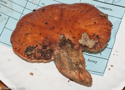Fistulina hepatica01301