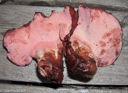 Fistulina hepatica5341