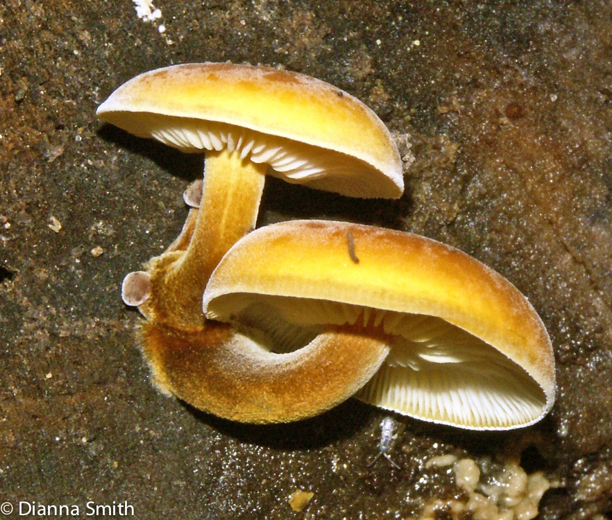 Flammulina velutipes4744