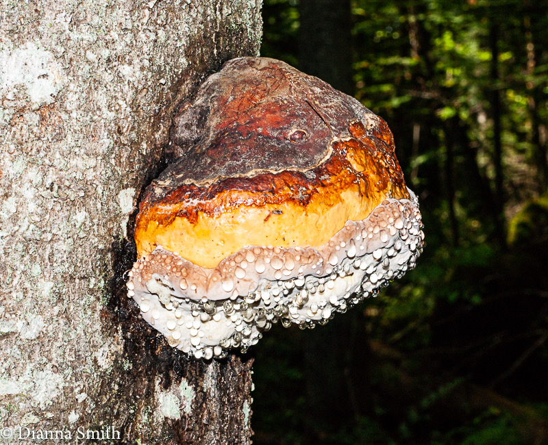 Fomitopsis mounceae (F. pinicola) (Red Belted Polypore)02468