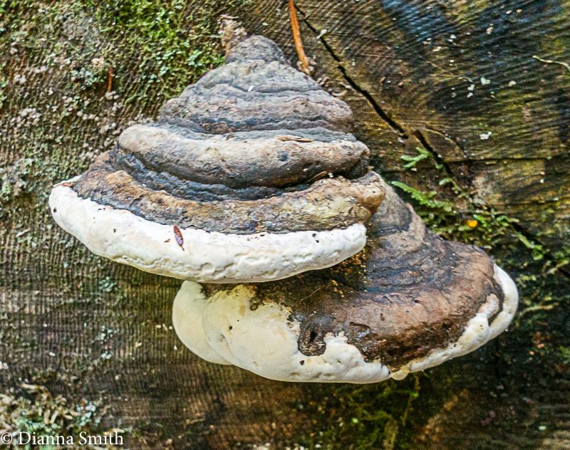 Fomitopsis ochracea 00883