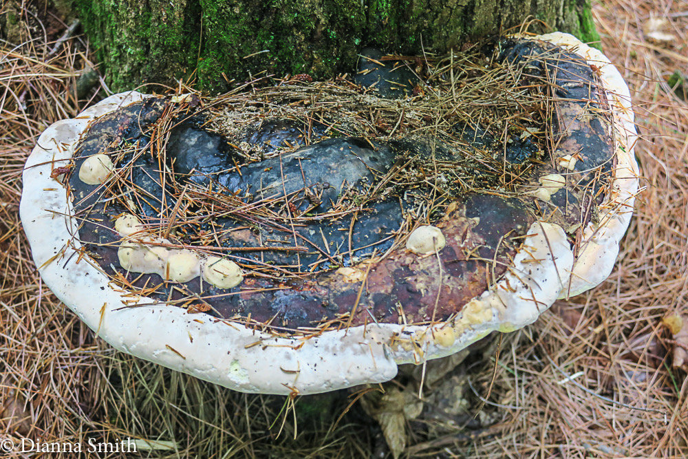 Fomitopsis ochracea 1798