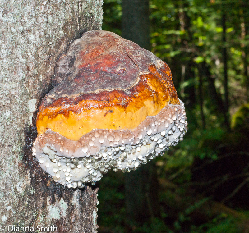 Fomitopsis pinicola02468